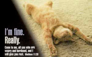 Cat card with Matthew 11:28